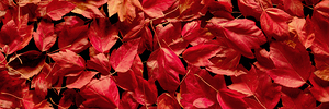 Autumn Red Leaf Panorama