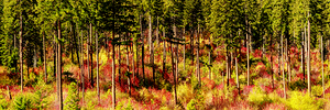 9395 Forest panorama