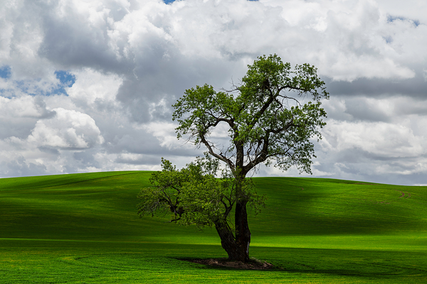 8720 Palouse by Searching Lens Photography