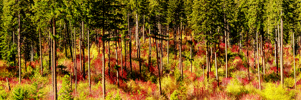 9395 Forest panorama by Searching Lens Photography