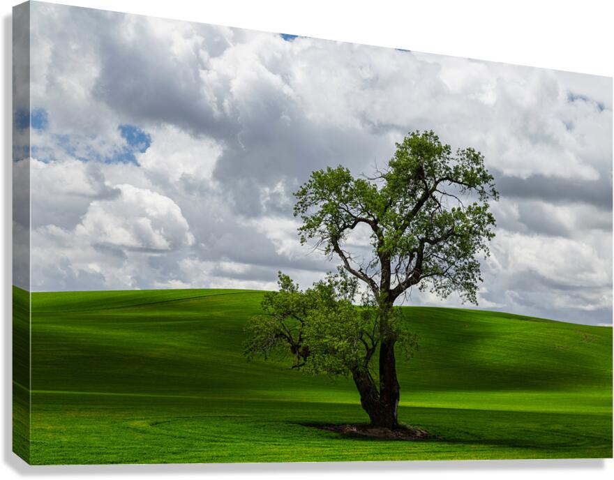 8720 Palouse Canvas Print