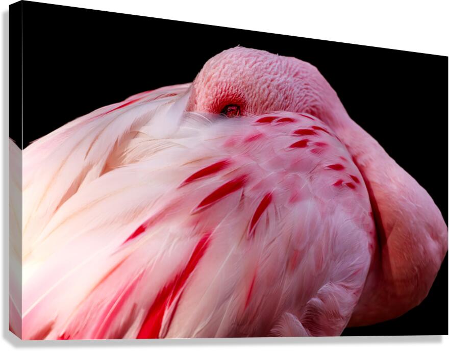 0212 Flamingo Canvas Print