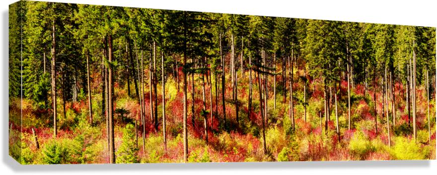 9395 Forest panorama Canvas Print