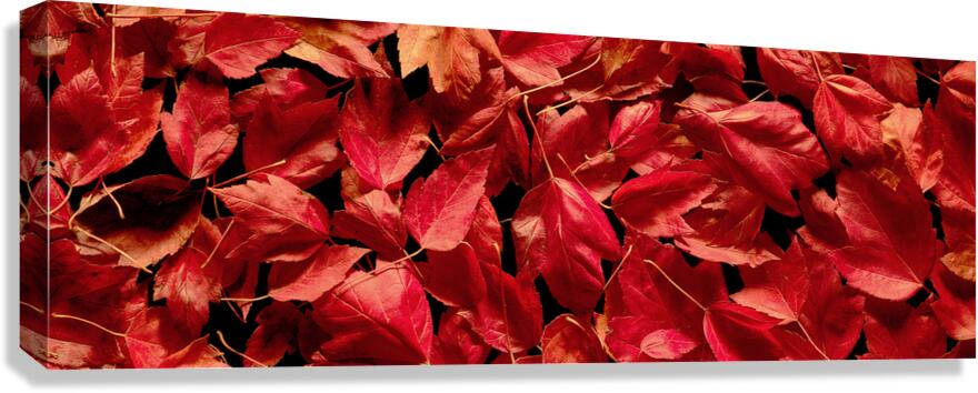 Autumn Red Leaf Panorama Canvas Print