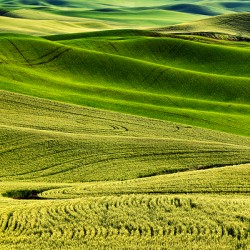 SLP0304 Palouse