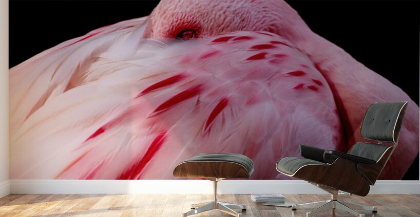 0212 Flamingo Wall Murals