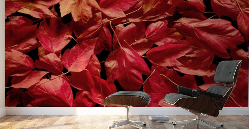 Autumn Red Leaf Panorama Wall Murals