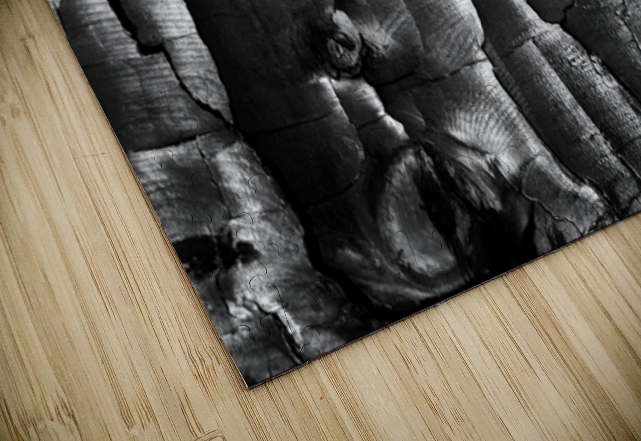 3650 Charred Wood Searching Lens Photography Puzzle