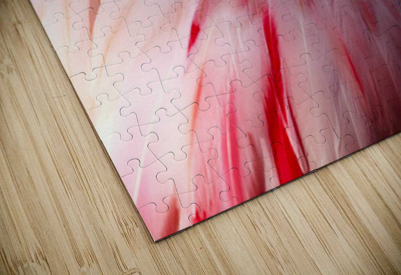 0212 Flamingo Searching Lens Photography Puzzle